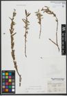 Foto von Salix triandra L. x Salix viminalis L.